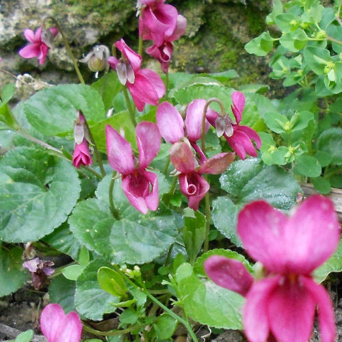 Violette odorante rose 'Coeur d'Alsace' / Viola odorata Coeur d'Alsace